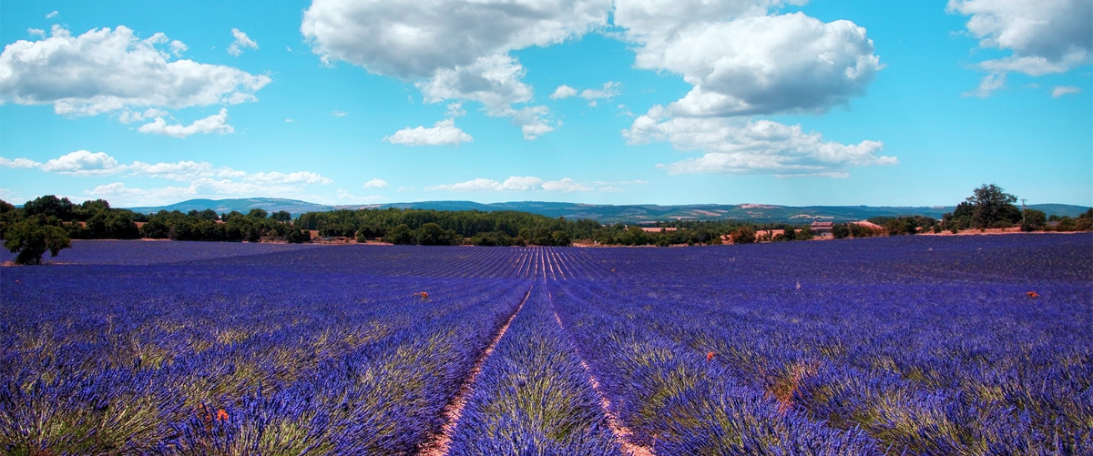 Le plateau et les lavandes du domaine
