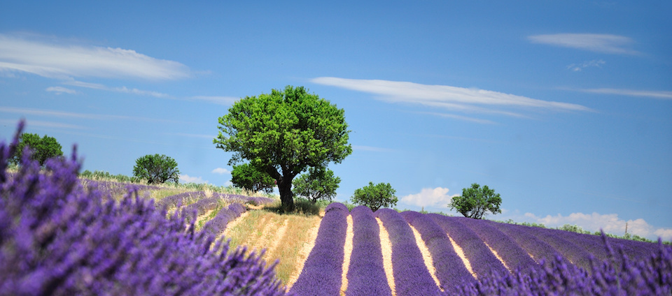 Le domaine de Venascle, la bergerie dans son paysage