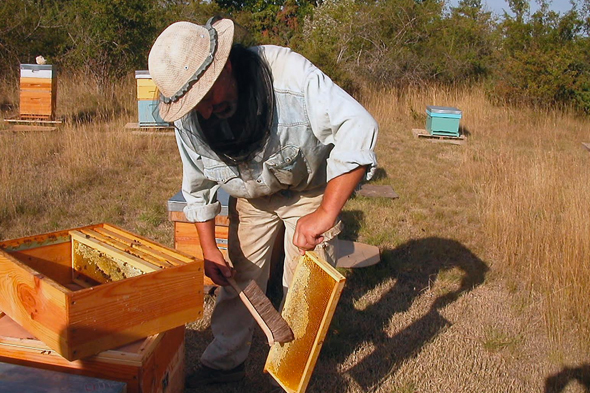 Pascal Scipion devant ses ruches